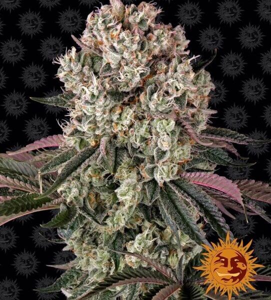 Glookies feminiserede skunkfrø fra Barneys Farm