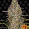 Glue Gelato autoblomstrende skunkfrø fra Barneys Farm