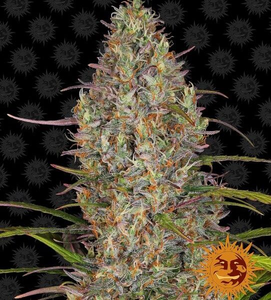Glue Gelato autoblomstrende skunkfrø fra Barneys Farm