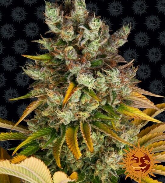 GMO feminiserede skunkfrø fra Barneys Farm