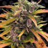 Gorilla Glue autoblomstrende skunkfrø fra Barneys Farm