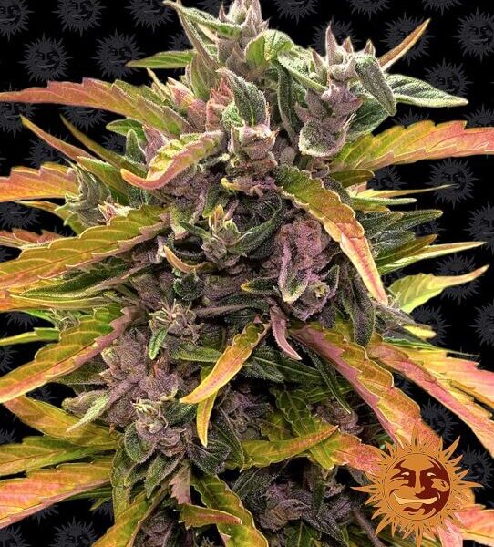 Gorilla Glue autoblomstrende skunkfrø fra Barneys Farm