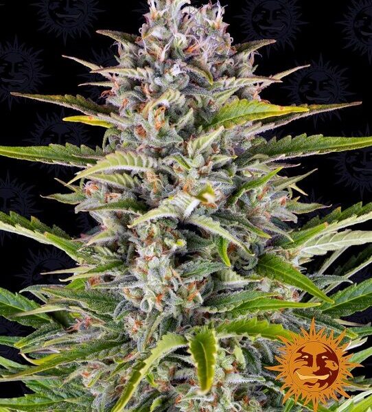 Gorilla Zkittlez autoblomstrende skunkfrø fra Barneys Farm