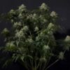Gorilla Cookies autoblomstrende cannabisfrø med sød og krydret smag
