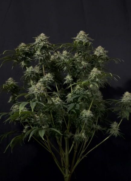 Gorilla Cookies autoblomstrende cannabisfrø med sød og krydret smag