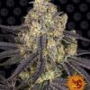 Kush Mintz feminiserede skunkfrø fra Barneys Farm