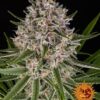 Lemon Haze autoblomstrende skunkfrø fra Barneys Farm