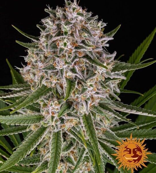 Lemon Haze autoblomstrende skunkfrø fra Barneys Farm