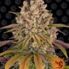 Mimosa x Orange Punch autoblomstrende skunkfrø fra Barneys Farm