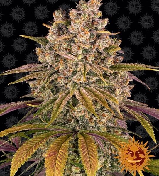 Mimosa x Orange Punch autoblomstrende skunkfrø fra Barneys Farm