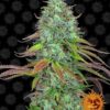 LSD autoblomstrende skunkfrø fra Barneys Farm