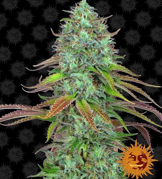 LSD autoblomstrende skunkfrø fra Barneys Farm