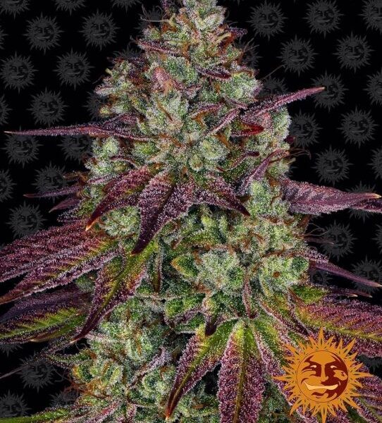 Mimosa Evo feminiserede skunkfrø fra Barneys Farm