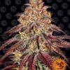 Mimosa x Orange Punch autoblomstrende skunkfrø fra Barneys Farm