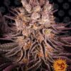 Mimosa x Orange Punch feminiserede skunkfrø fra Barneys Farm