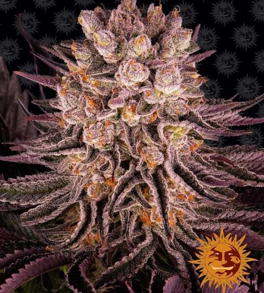 Mimosa x Orange Punch feminiserede skunkfrø fra Barneys Farm