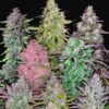 Fastbuds Mixed Pack autoblomstrende cannabisfrø