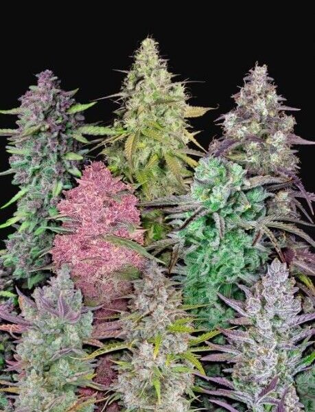 Fastbuds Mixed Pack autoblomstrende cannabisfrø