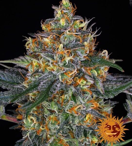 Moby Dick autoblomstrende skunkfrø fra Barneys Farm