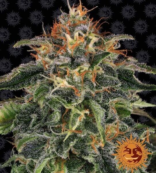 Moby Dick feminiserede skunkfrø fra Barneys Farm