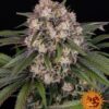 OG Kush autoblomstrende skunkfrø fra Barneys Farm