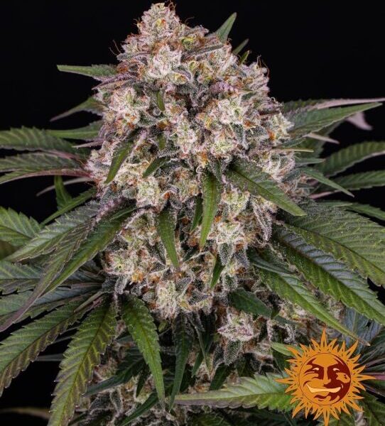OG Kush autoblomstrende skunkfrø fra Barneys Farm