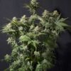 Orange Sherbet autoblomstrende cannabisfrø med citrusaroma