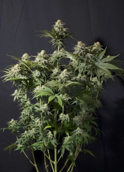 Orange Sherbet autoblomstrende cannabisfrø med citrusaroma