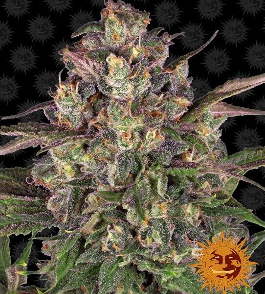 Peyote Critical feminiserede skunkfrø fra Barneys Farm