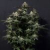 Purple Lemonade autoblomstrende cannabisfrø fra Fast Buds