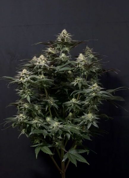 Purple Lemonade autoblomstrende cannabisfrø fra Fast Buds