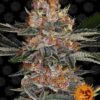 Purple Punch autoblomstrende skunkfrø fra Barneys Farm