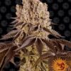 Purple Punch feminiserede skunkfrø fra Barneys Farm