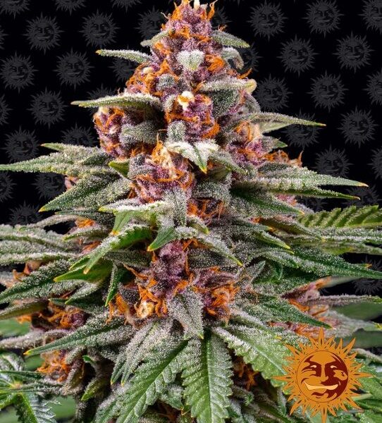 Runtz autoblomstrende skunkfrø fra Barneys Farm