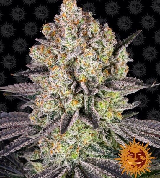 Runtz feminiserede skunkfrø fra Barneys Farm