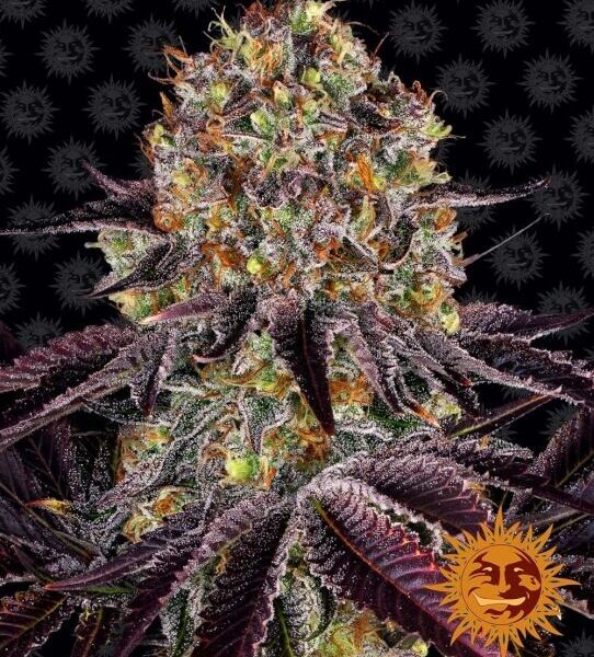 Runtz x Layer Cake feminiserede skunkfrø fra Barneys Farm