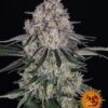 Sour Diesel autoblomstrende skunkfrø fra Barneys Farm
