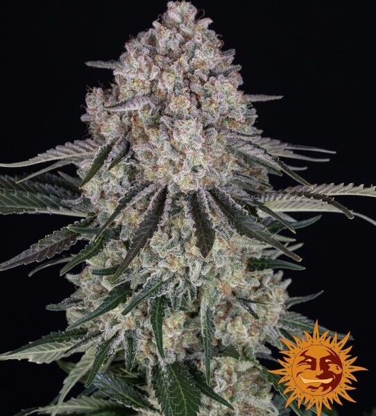 Sour Diesel autoblomstrende skunkfrø fra Barneys Farm