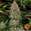 Tangerine Dream autoblomstrende skunkfrø fra Barneys Farm