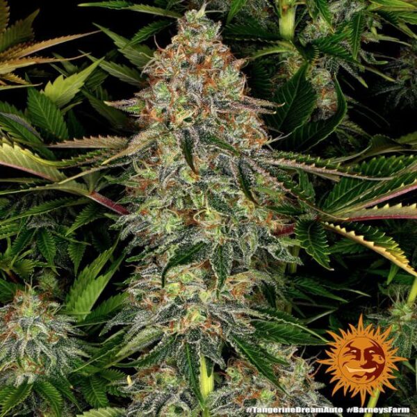 Tangerine Dream autoblomstrende skunkfrø fra Barneys Farm