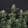 Purple Lemonade autoblomstrende cannabisfrø fra Fast Buds