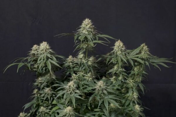 Purple Lemonade autoblomstrende cannabisfrø fra Fast Buds