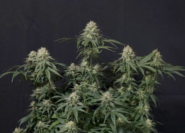 Purple Lemonade autoblomstrende cannabisfrø fra Fast Buds