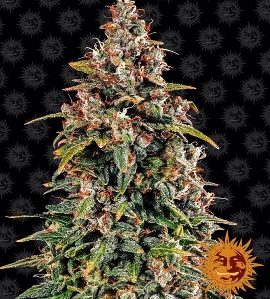 Watermelon Zkittlez autoblomstrende skunkfrø fra Barneys Farm