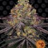 Watermelon Zkittlez skunkfrø fra Barneys Farm