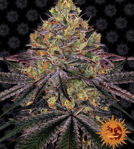 Watermelon Zkittlez skunkfrø fra Barneys Farm
