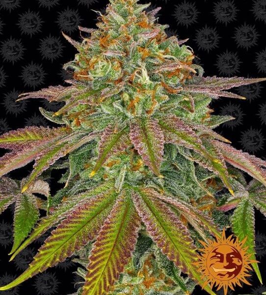 Wedding Cake feminiserede skunkfrø fra Barneys Farm