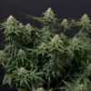 Wedding Cheesecake autoblomstrende cannabisfrø fra Fast Buds