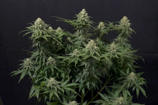 Wedding Cheesecake autoblomstrende cannabisfrø fra Fast Buds
