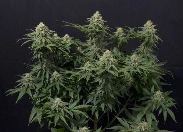 Wedding Cheesecake autoblomstrende cannabisfrø fra Fast Buds